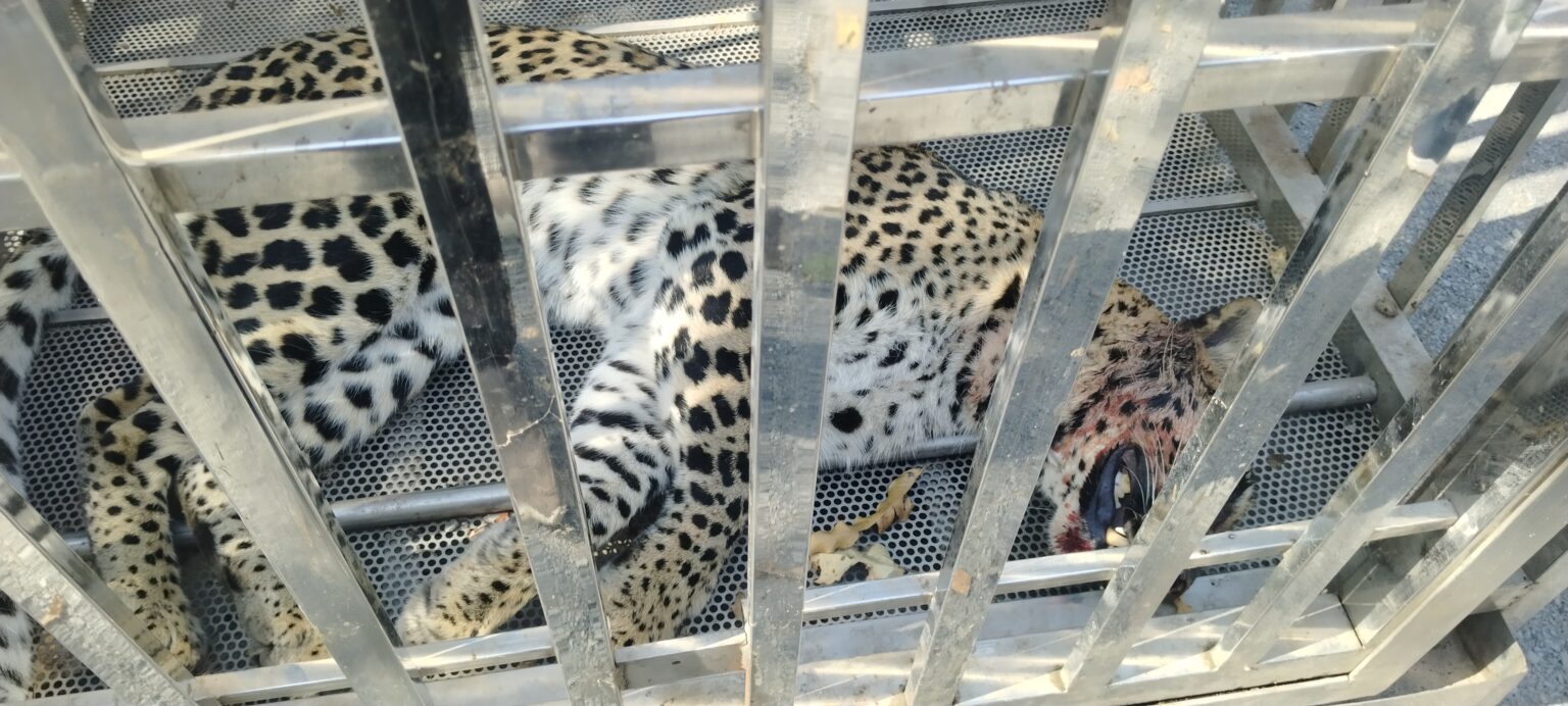 अब तक शुरू नहीं हों सका उपचार दुर्घटना मे घायल तेंदुआ की हालत हों रही खराब