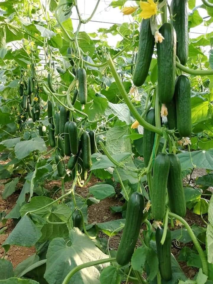 सफलता की कहानी उद्यानिकी विभाग की योजना से बदली कमार कृषक की तकदीर खीरे की वैज्ञानिक खेती बनी वरदान।