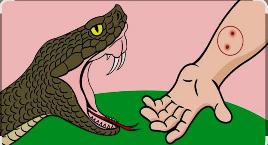 वर्षा ऋतु में सर्पदंश से सतर्क रहें: स्वास्थ्य विभाग बेमेतरा की अपील