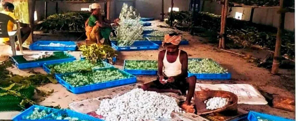 नारायणपुर में रेशम से बुना जा रहा आत्मनिर्भरता का ताना-बाना, कोसापालन ने बदली वनांचल के ग्रामीणों की तकदीर….