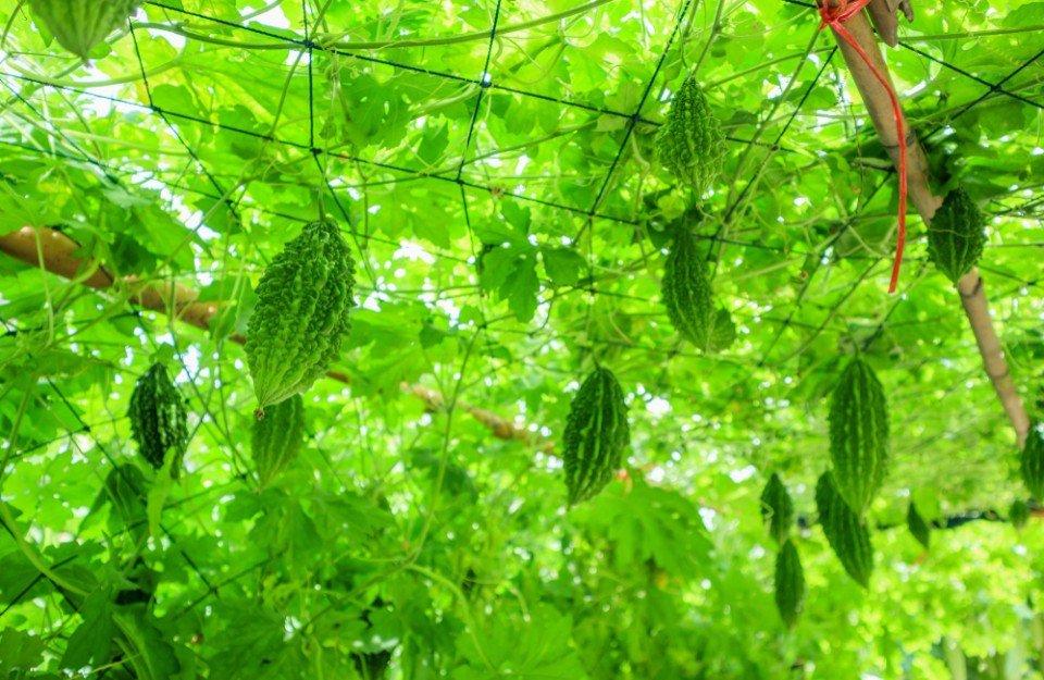 करेले की उन्नत खेती से चमकी किसान नारायण प्रसाद वर्मा की किस्मत, प्रति एकड़ कमाया 1.07 लाख रुपये का शुद्ध लाभ….